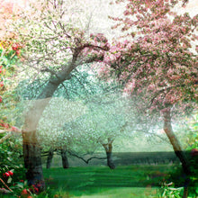 Charger l'image dans la galerie, DUALE — MALUS